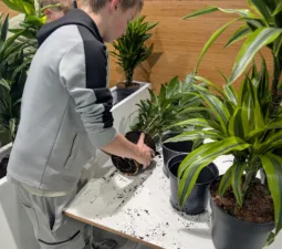 Studieplein ontwerp plant